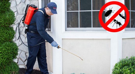 Payamlı Hamam Böceği İlaçlama böcek ilaçlama ve haşere kontrolü — ilaclama-tr.com
